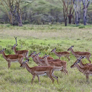 Group of female Impalas -Aepyceros melampus-, Lake Nakuru National Park, Kenya, East Africa, Africa, PublicGround