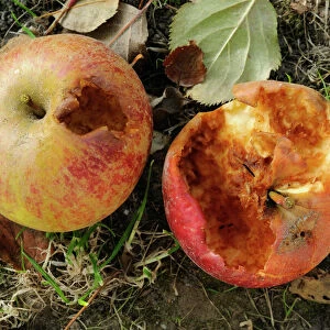 Half-eaten apples