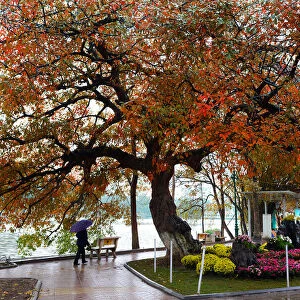 Hanoi Autumn, orange leaves tree, central of Hanoi, Hoan Kiem Lake