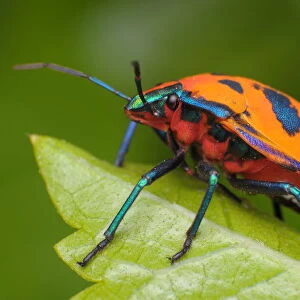 Harlequin Bug - Tectocoris diophthalmus
