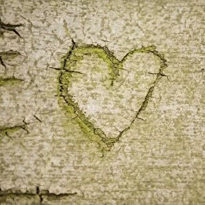 Heart symbol carved into the bark of a beech tree, Cologne, Rhineland, North Rhine-Westphalia, Germany