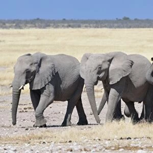 Herd of African Elephants -Loxodonta africana-, Etosha National Park, Namibia