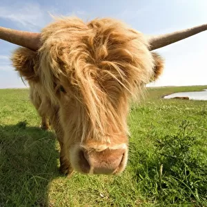 Highland Cow, North Yorkshire, England, Europe