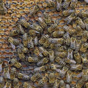 Honey Bees -Apis mellifera- on honeycomb with capped cells holding honey, winter bees, Bavaria, Germany