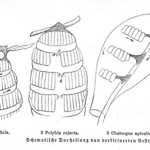 Honeycombs engraving 1884