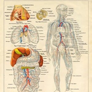 Human Body Nervous and Blood flow System Diagram Engraving