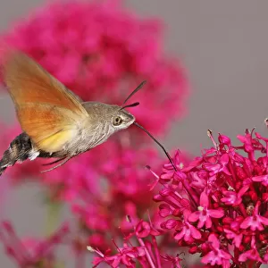 Insects On Earth Framed Print Collection: Hummingbird Hawk Moth