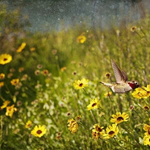 Hummingbird and sunflowers