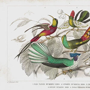 Hummingbirds old 1852 litho print