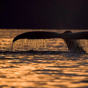 Humpback Whale, Alaska