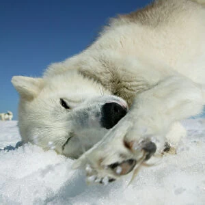 Husky sled dog resting on glacier