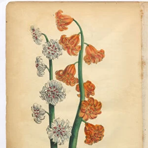 Hyacinth Victorian Botanical Illustration