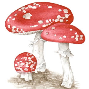 Illustration of Amanita muscaria (Fly agaric) a poisonous, psychoactive basidiomycete fungus with red and white spotted cap and white stem