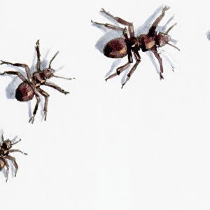 Illustration of five ants mentioned in proverbs