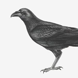 Illustration of Common Raven (Corvus corax)