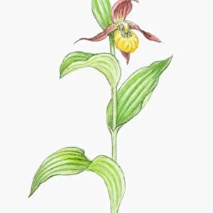 Illustration of Cypripedium calceolus (Ladys Slipper), yellow and deep red orchid on tall stem with