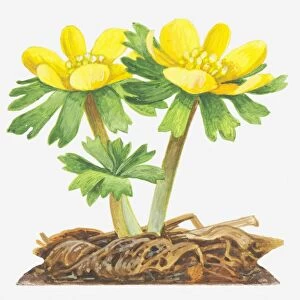Illustration of Eranthis hyemalis (Winter aconite), bright yellow flowers