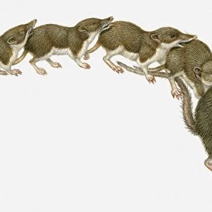 Illustration of family American Pygmy Shrews