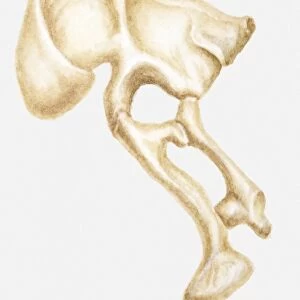 Illustration of the hip bone of a Segnosaurus, a bipedal dinosaur, Cretaceous period