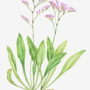 Illustration of Limonium vulgare (Common sea-lavender), leaves and pink flowers
