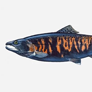 Illustration of male Pacific Masu Salmon (Oncorhynchus masou) fish