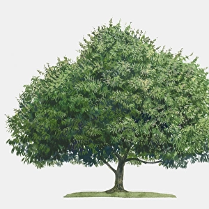 Illustration of Mangifera indica (Mango), a large evergreen tropical tree