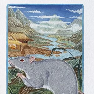 Illustration of Rat in the Field, representing Chinese Year Of The Rat