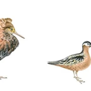 Illustration of Ruff (Philomachus pugnax), Red Phalarope (Phalaropus fulicarius), Red-Breasted Goose (Branta ruficollis) and King Eider (Somateria spectabilis)