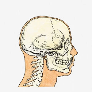 Illustration of skull and profile of adult male