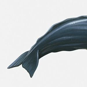 Illustration of Sperm Whale (Physeter macrocephalus)