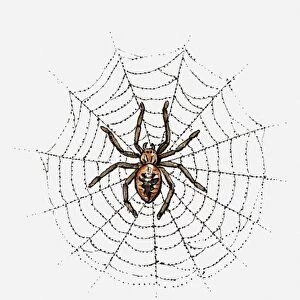 Illustration of spider in web