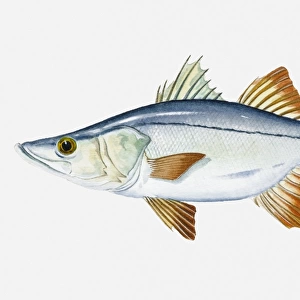 Illustration of Tarpon Snook (Centropomus pectinatus) fish