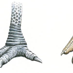 Illustration of three-toed Cassowary foot with sharp claws and sharp toenails at end of Ostrich (Struthio camelus) foot