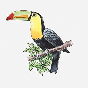 Illustration of a toucan perching on a branch