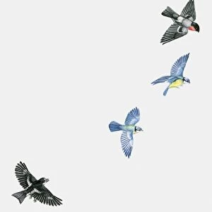 Illustration of woodland birds including Pied flycatcher (Ficedula hypoleuca) and Blue tits (Cyanistes caeruleus) and Red-breasted blackbird (Sturnella militaris) in flight