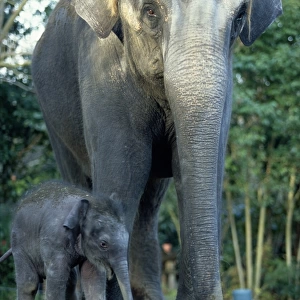 Indian Elephants (Elephas Maximus), Mother and Baby
