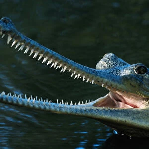 Indian gharial (Gavialis gangeticus) close up, captive, India