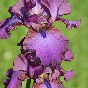 Iris -Iris barbata elatior, Hybrid-, water droplets on purple flower
