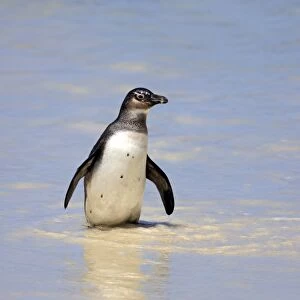 Jackass Penguin, Black-footed Penguin or African Penguin -Spheniscus demersus-, adult, on the beach, Boulder, Simons Town, Western Cape, South Africa