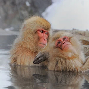 Japanese Macaque in Jigokudani Snow Monkey Park