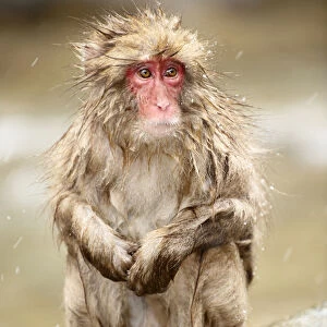 Japanese Macaque (Macaca fuscata), Jigokudani