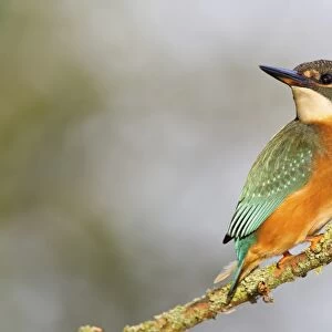 Kingfisher -Alcedo atthis- perched on a branch, North Hesse, Hesse, Germany