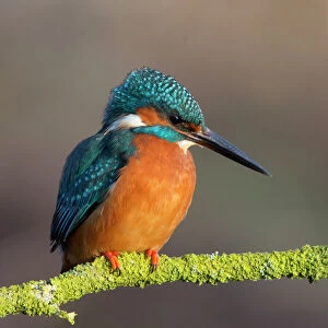 Beautiful Bird Species Jigsaw Puzzle Collection: Vivid, Bold & Colourful Kingfishers