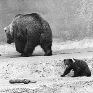 Kodiak Bear And Cubs