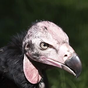 Lappet-faced Vulture or Nubian Vulture -Aegypius tracheliotus, Torgos tracheliotus-