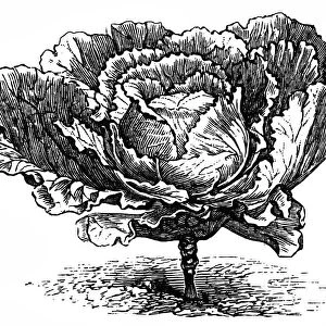 Large Dutch cabbage