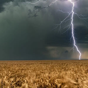 Lightning Bolt with a Hail Core and wheat crops, Colorado, USA