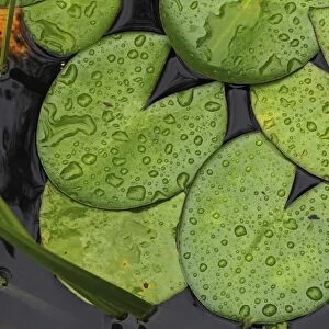 Lily pads, Water lily -Nymphaea-, with drops of water
