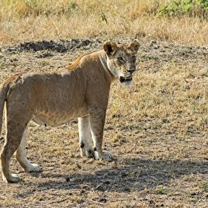 Lion -Panthera leo-, lioness, adult female, Msai Mara National Reserve, Kenya