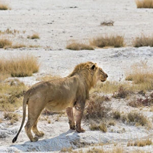 Lion -Panthera leo-, male with a full stomach standing on the edge of the Etosha salt pan, Etosha National Park, Namibia